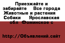 Приезжайте и забирайте. - Все города Животные и растения » Собаки   . Ярославская обл.,Фоминское с.